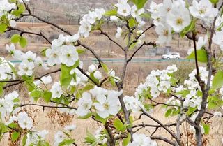 千亩梨花绽放 不负春光