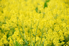 湘潭县游记图片] 三月看花世界在湘潭，必定在湘潭！