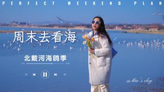 北戴河的海鸥季：一场与大海的浪漫邂逅