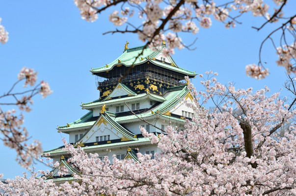 2025years OSAKA樱花物语