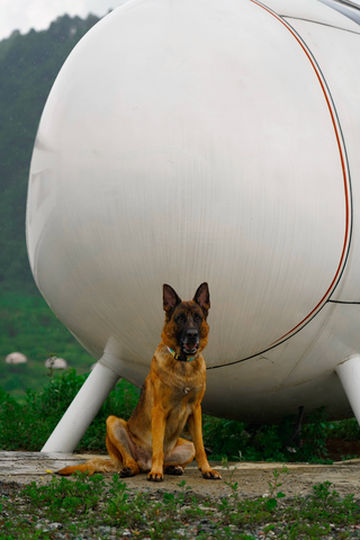 王岗坪首家宠物友好国家AAAA级旅游景区，带毛孩子好去处