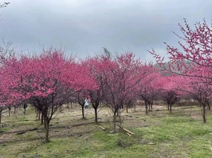 长沙县游记图文-北山植物园赏梅花+徒步北山森林公园+泉鹭山庄十几个游玩项目