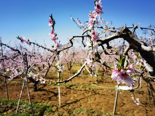远行不易近处寻，芳菲浸染平谷春