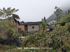 贵阳游记图片] 寻访古树红豆杉  偶遇布依族古村落