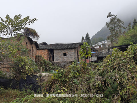 寻访古树红豆杉  偶遇布依族古村落