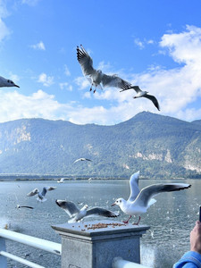 昆明斗南花卉市场游记图文-去昆明吹风 感受花城之美