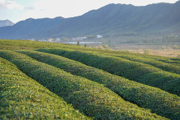 景德镇学院_景德镇旅游攻略_景德镇雕塑瓷厂游玩