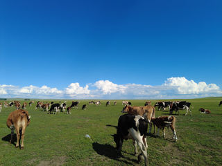 吃住行人均4500元，我的七月南京——呼伦贝尔之行成本分析