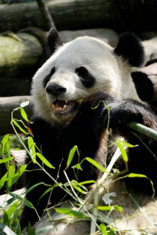 成都旅游怎么耍？成都酒店推荐 + 景点线路，畅享自由行