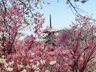 樱花烂漫正当时 2025年3月20-25日武汉6日漫游记