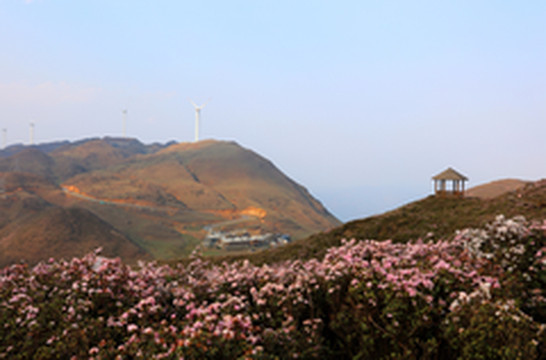 毕节游记图片] 二刷贵州，只为杜鹃花海而来。