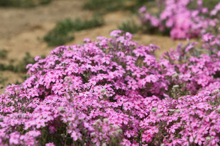 迁西雨花谷开园探店 (2024年3月23日)