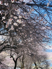 川西游记图片] 3至4月去川西道孚看漫山遍野花海