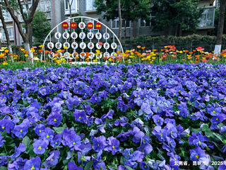 【新云南漫记】40. 昆明归来不看花 邂逅花都的烂漫春光