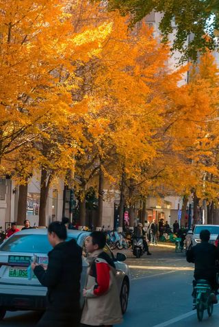 昆明文林街银杏yyds!住丽瑞德get秋日绝美打卡点💛
