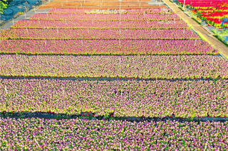 国庆邀约佛山卡玛花世界：在诗词花海中寻觅秋日情绪价值