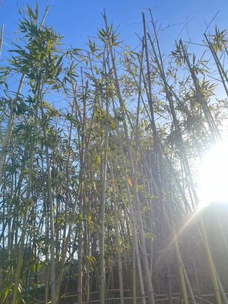 沂水记：竹外桃花三两枝，春江水暖鸭先知