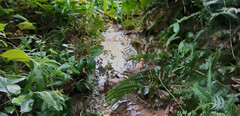 嵊山枸杞景区游记图片] 龙女谷豹拓泉轶闻