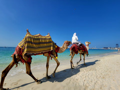 迪拜游记图片] 2023-01沙漠奇迹，迪拜