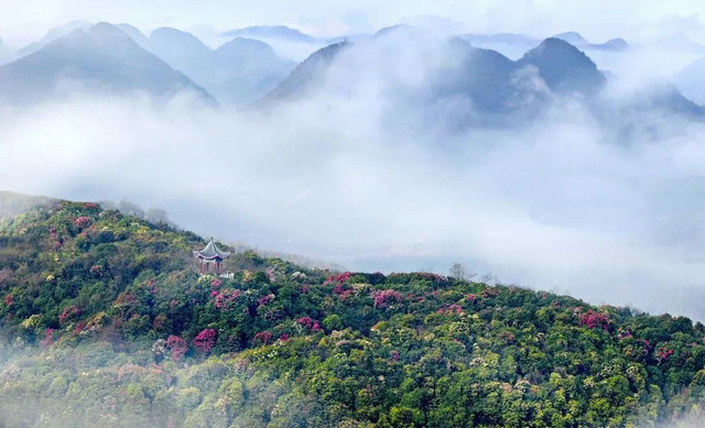 乡游黔中·百里杜鹃管理区 普底彝族苗族白族乡 | 漫山杜鹃，无憾春天