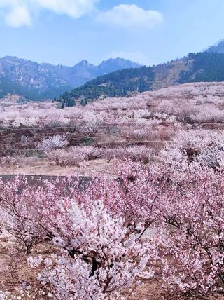 幸得三月樱花舞，从此阡陌多暖春--青岛