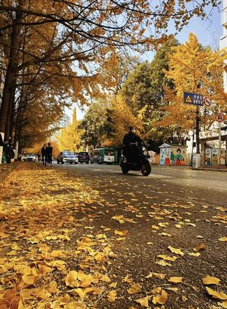 文林街漫游:在咖啡香与银杏黄里读懂昆明