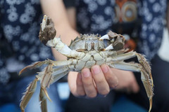 沙家浜风景区游记图片] 常熟周边游，来沙家浜看真江南