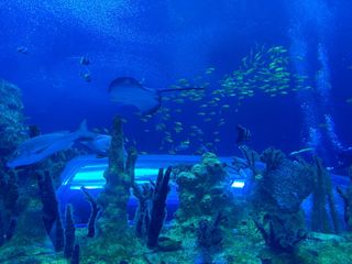 带娃游长隆 春节过点不一样的