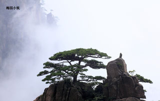 与风共舞的妖娆 -- 黄山行之黄山松