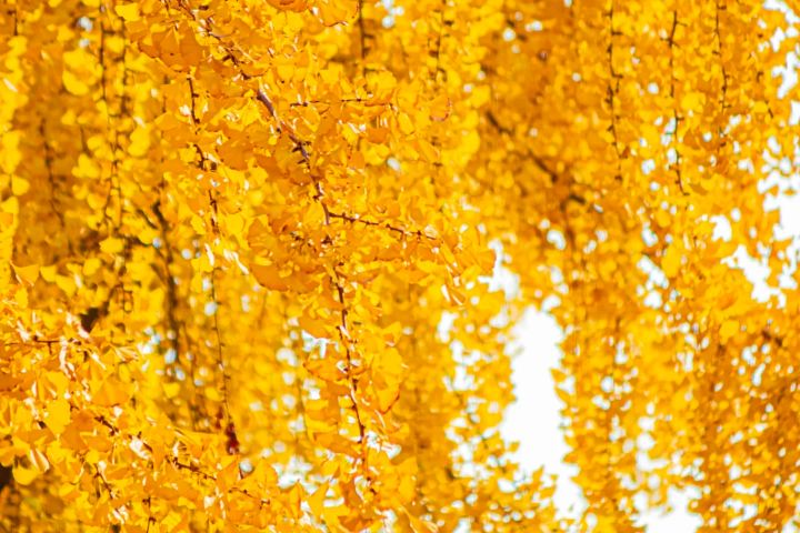 秋天成都市内可以看银杏黄叶的好去处