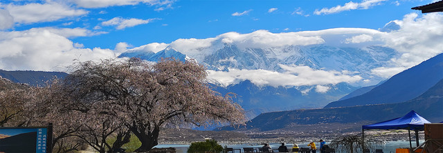 跨越万水千山，邂逅最美的桃花盛宴