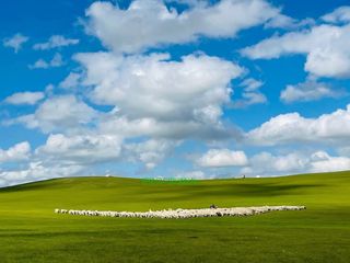 我为我的家乡代言——呼伦贝尔大草原