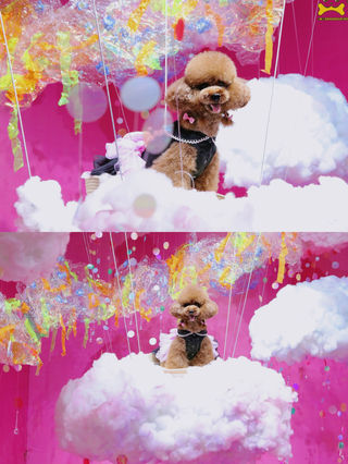 南京长沙重庆武汉宁波广州合肥南昌南宁厦门都有！这个宠物展好逛、好看、好玩、好出圈啊