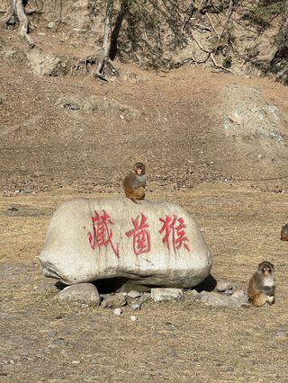 在达古冰川被野生动物 “围观” 了！