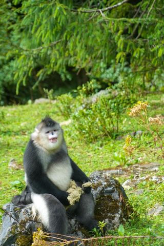 云南旅行｜在迪庆州，寻访堪比大熊猫的滇金丝猴