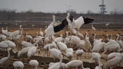 南昌游记图片] #2025春节# #鄱阳湖之旅# 晚霞中看白鹤起舞、细雨中听天鹅吟唱