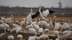 鄱阳游记图文-#2025春节# #鄱阳湖之旅# 晚霞中看白鹤起舞、细雨中听天鹅吟唱