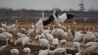 #2025春节# #鄱阳湖之旅# 晚霞中看白鹤起舞、细雨中听天鹅吟唱