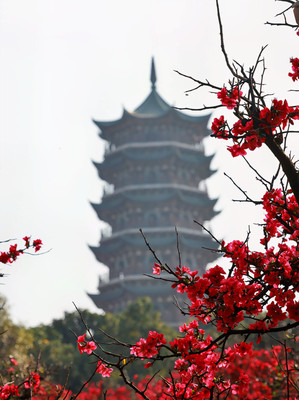 昆明赏花：昙华寺木瓜花竞相怒放！