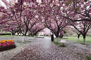 大连春日逃跑计划