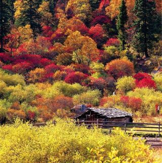 川西秋冬必冲！黑水彩林+非遗+火锅，这趟值哭了！