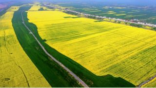 彭泽万亩油菜花海震撼回归 金色花海惊艳春日