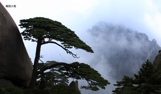 优雅的无声世界 -- 黄山之迎客松