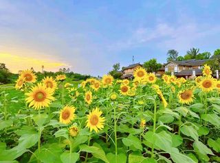 国庆去官塘,住安麓,试驾格瑞维亚