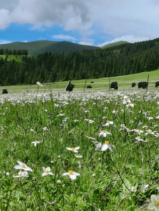 夏季的川西有哪些景点人少景美值得推荐