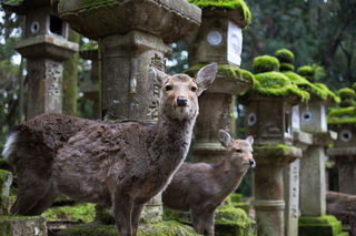 奈良小鹿互动拍照：上镜技巧支招，定格温柔瞬间​