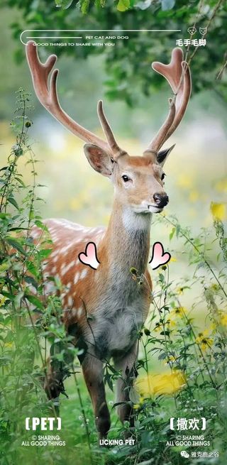 川西版“奈良”丨红原必打卡的雅克鹿之谷,带你探索高原上的“鹿野仙踪”