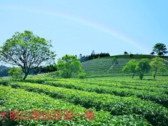 大明山游记图片] 感仙茶应邀参展2023全球高端食品及优质农产品（深圳）博览会