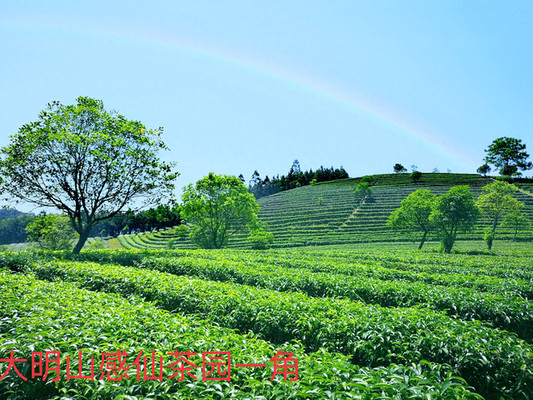 感仙茶应邀参展2023全球高端食品及优质农产品（深圳）博览会