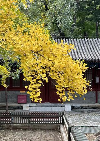 2024-10-27 大觉寺